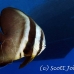 batfish_longfin_lk_h_0705_png1222.jpg